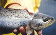 Alberta fish